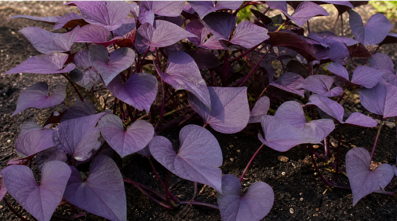Sweet Potato