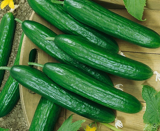 Cucumber