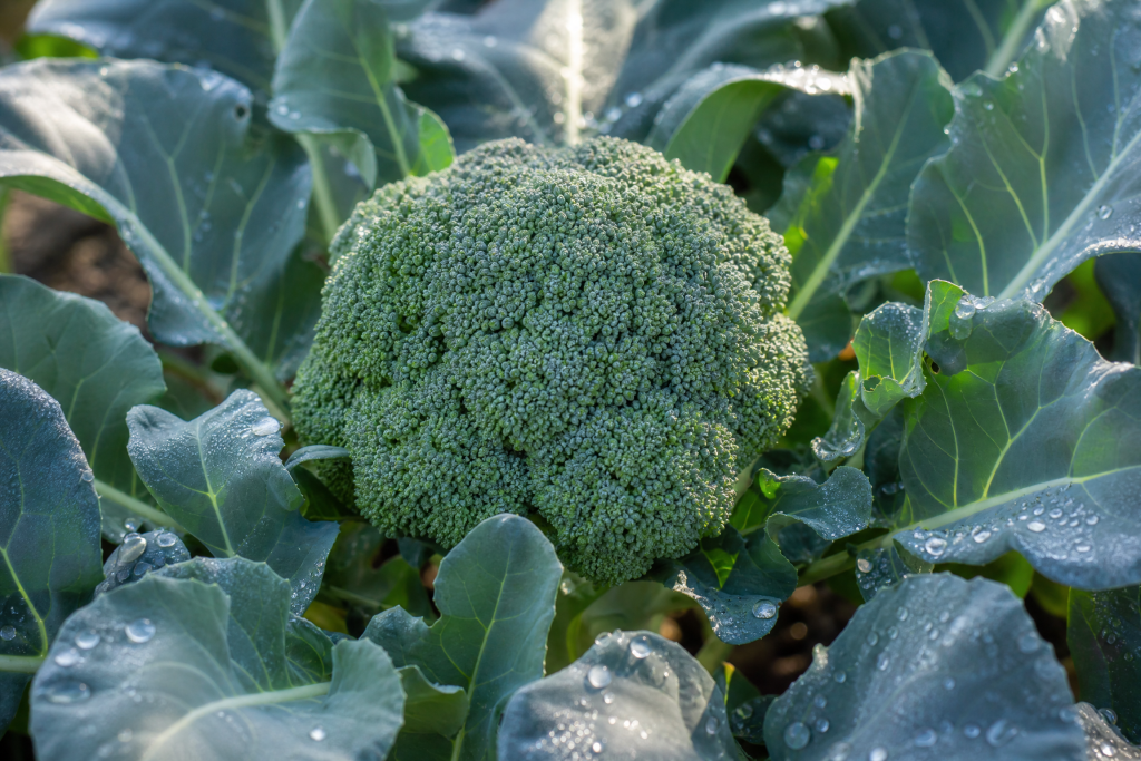 Broccoli