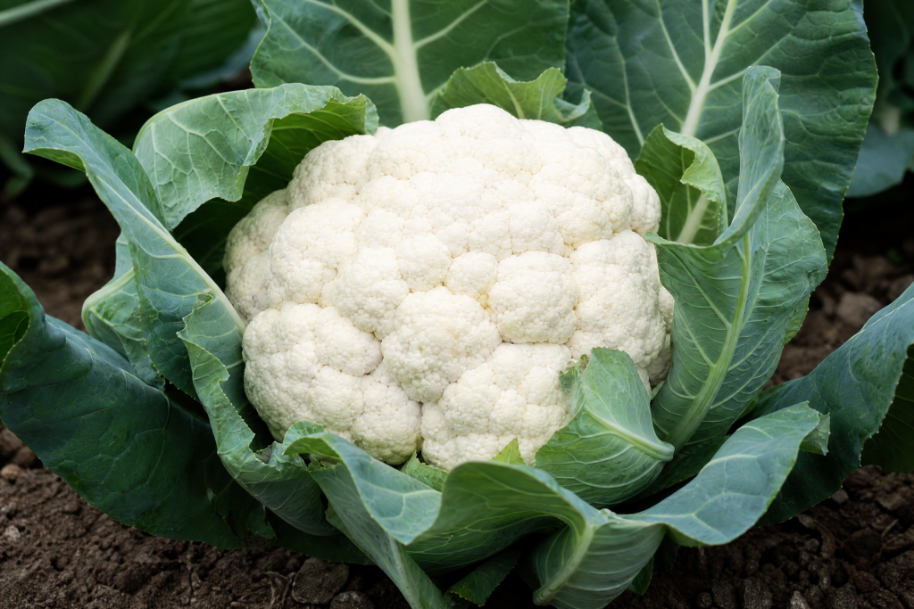 Cauliflower