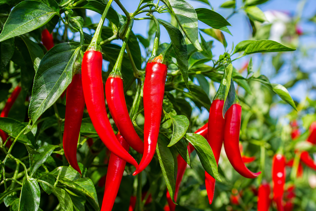 Hot Pepper