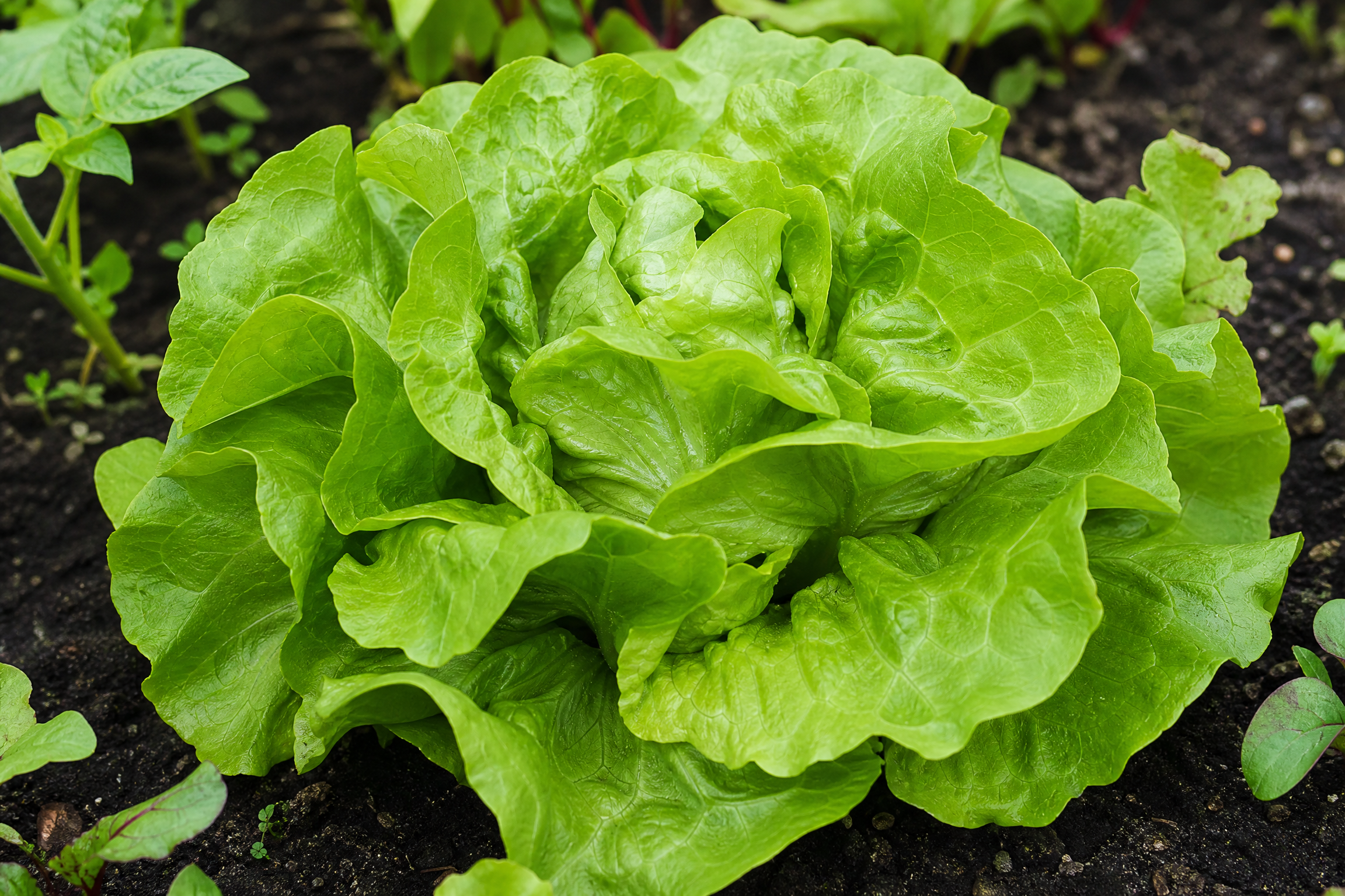 Lettuce