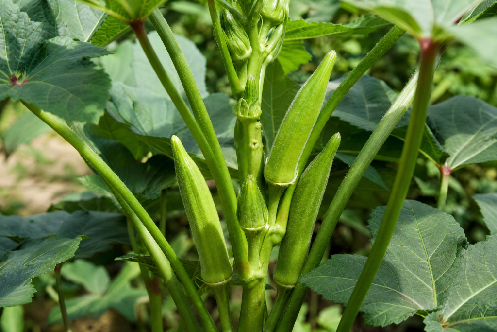 Okra