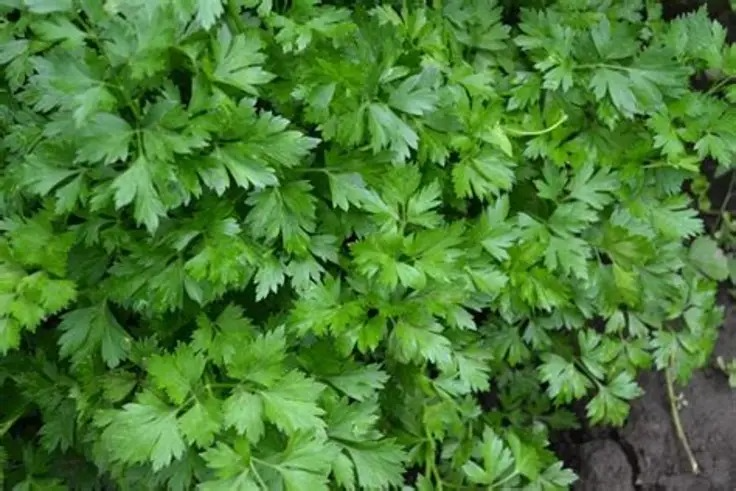 Parsley
