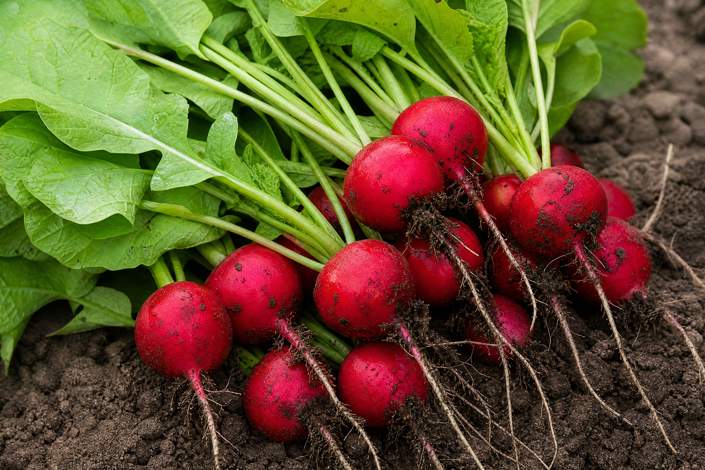 Radish