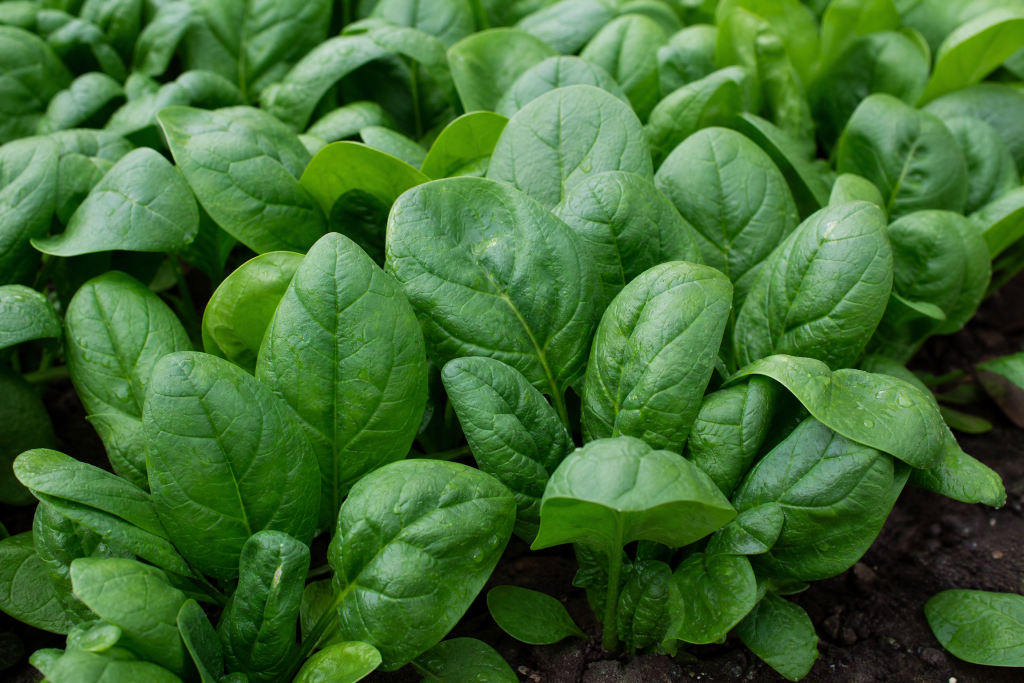 Spinach