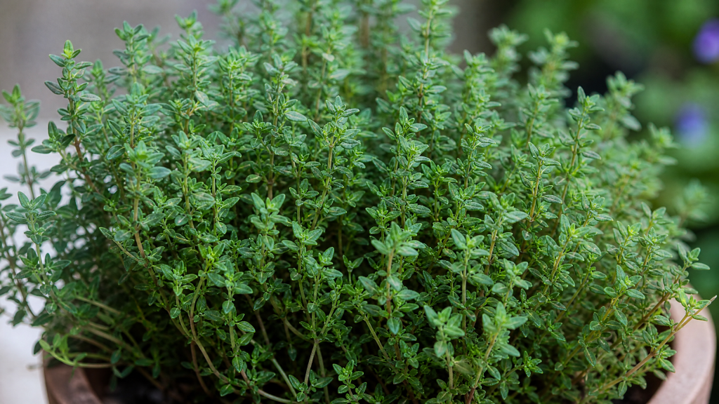 Thyme